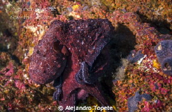 Octupus walking on the reef by Alejandro Topete 